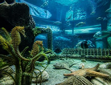Les secrets bien gardés de l&rsquo;aquarium à la Teste de Buch révélés
