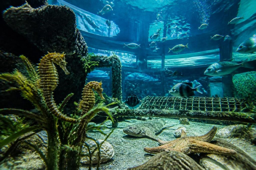 découvrez les secrets bien gardés de l'aquarium à la teste de buch et plongez dans un univers fascinant de vie marine et d'expositions uniques.